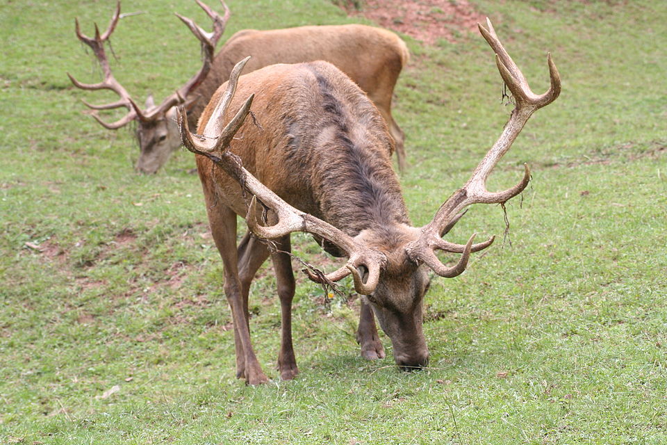 Silz cerf21.jpg