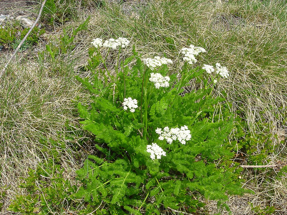 Meum athamanticum 1.jpg