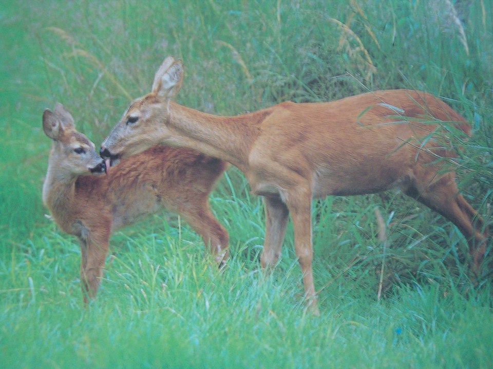 Srna and srnče.jpg