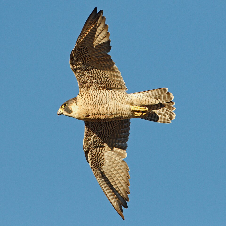 FlyingPeregrine.jpg