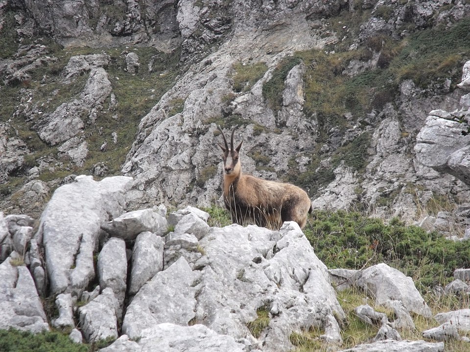 Rupicapra pyrenaica ornata.JPG