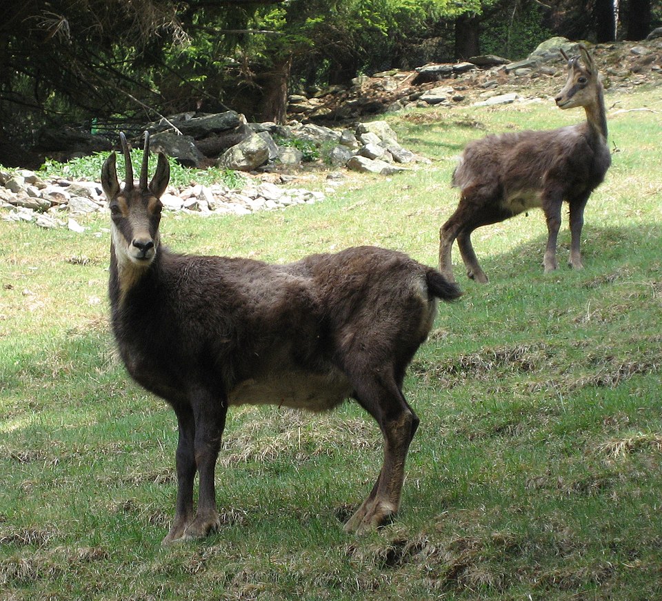 Rupicapra rupicapra 02 by Line1.jpg