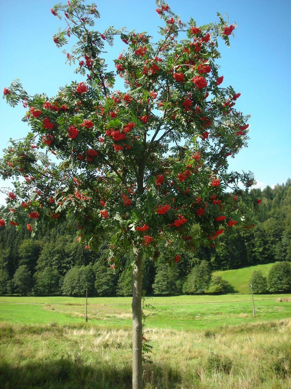 Vogelbeerbaum.jpg