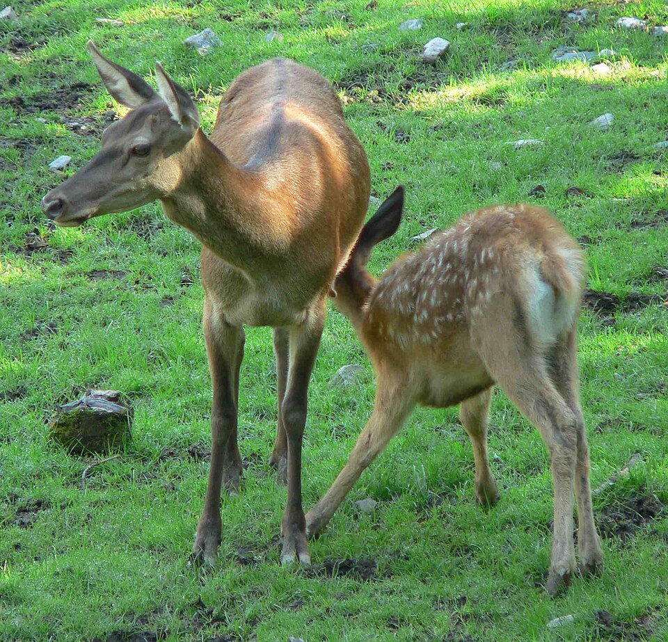 Rothirsch säugend 070816.jpg